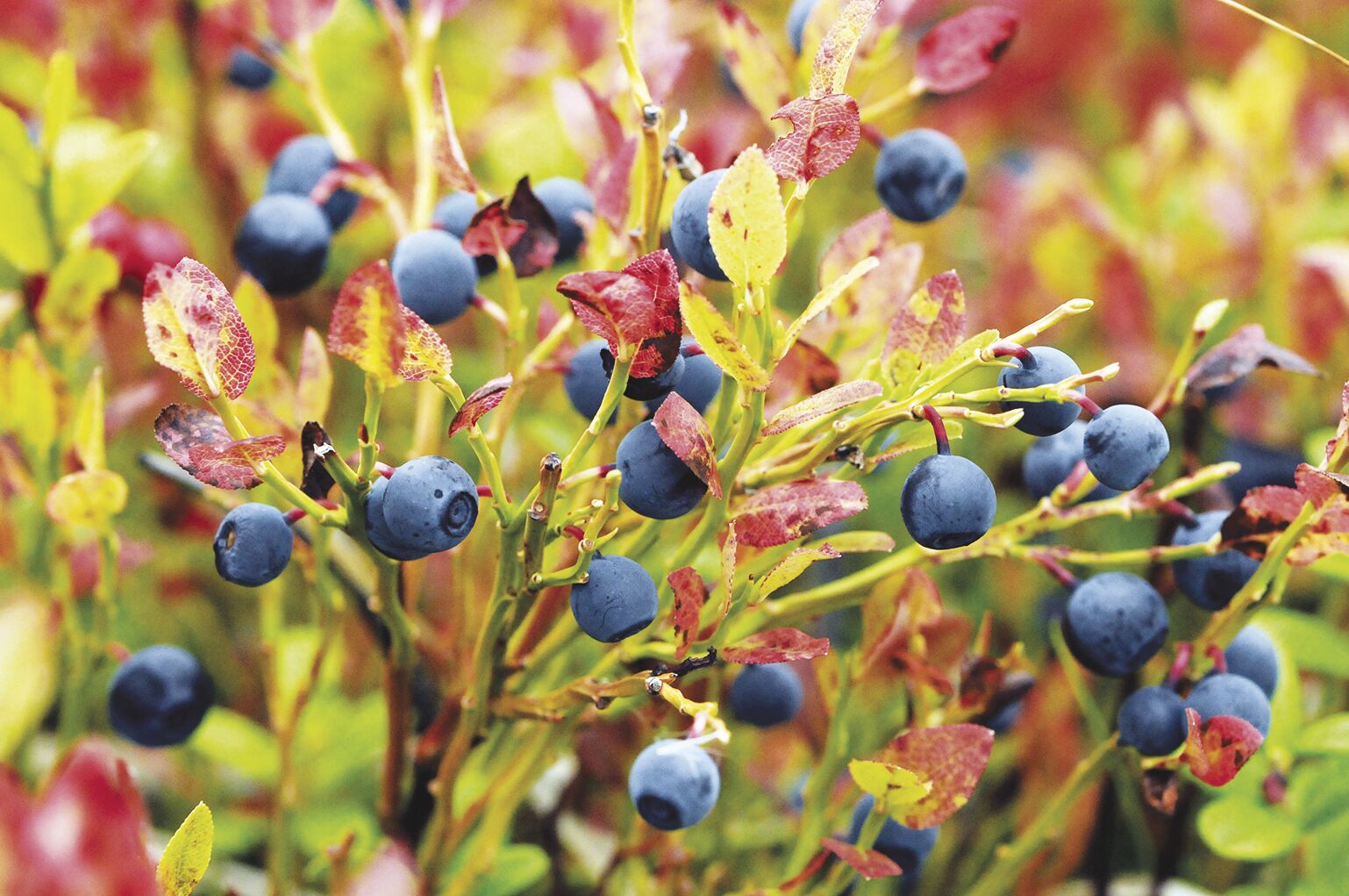 Notes from a Naturalist: The importance of wild blueberries